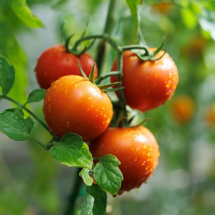 Monty Don's French Gardens