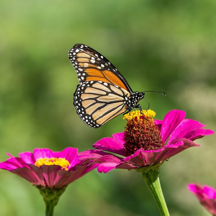 How to Create a Butterfly Garden (Garden Wildlife)