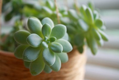 Why You Should Consider Planting Succulents (Plants, Trees, & Flowers)