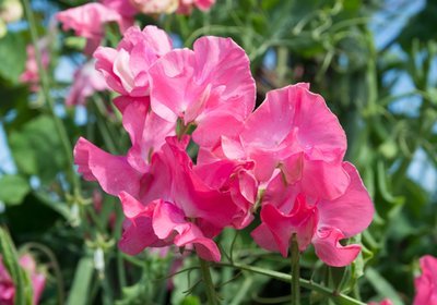 Growing sweet peas from seed (Plants, Trees, & Flowers)