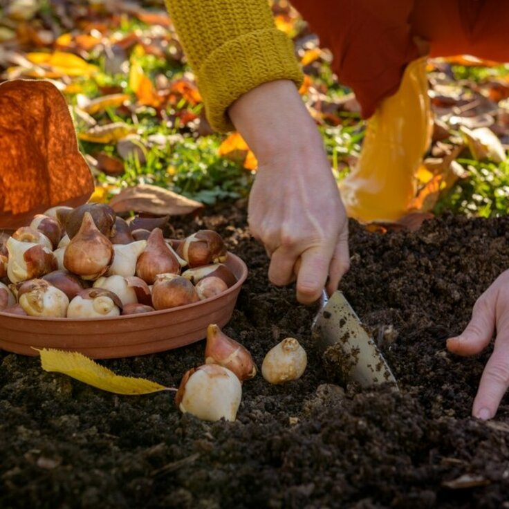 How to Plant Spring Bulbs