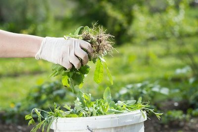 How to use weed as compost in your garden (Gardening)