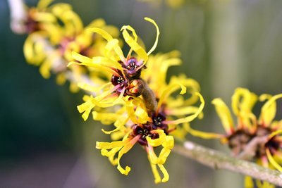 Stunning healing witch hazel for a winter flowering shrub  (Gardening)